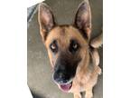 Adopt Sophia NOW Sammy a German Shepherd Dog