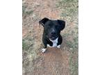 Adopt Macee a Pit Bull Terrier