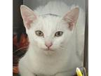 Adopt Amber Lee a Domestic Short Hair