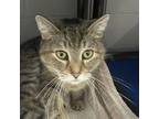 Adopt Cleo a Domestic Short Hair