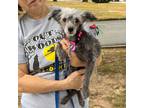 Adopt Poppy a Poodle, Terrier