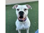 Adopt Luna a Boxer