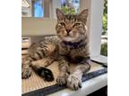 Adopt Bunny a Manx
