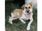 Adopt Zara a Saint Bernard