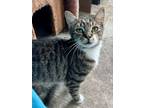 Adopt Mary Ann (FCID# 06/17/2024 - 20 Trainer) a Tabby