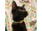 Adopt 6469 Char a Domestic Short Hair