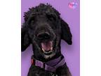 Adopt Peppy bonded to MJ a Standard Poodle, Mixed Breed