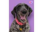 Adopt MJ bonded to Peppy a Standard Poodle, Mixed Breed
