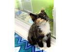 Adopt Sisu a Domestic Medium Hair