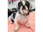 Adopt Sally a Shih Tzu