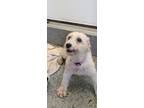 Adopt Lola Oodle a Poodle, Bichon Frise