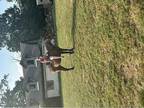 23 ottb mare