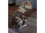 Adopt Fern a Catahoula Leopard Dog