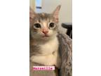 Adopt Marseille a Domestic Short Hair