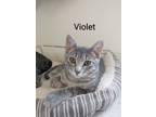 Adopt Violet a Domestic Short Hair