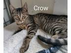 Adopt Crow (unsocialized barn kitten) a Domestic Short Hair
