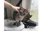 Adopt Silver a Domestic Short Hair