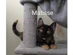 Adopt Matisse ( unsocialized barn kitten) a Domestic Short Hair