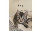 Adopt Patty ( unsocialized barn kitten) a Domestic Short Hair