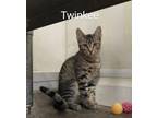 Adopt Twinkee ( unsocialized barn kitten) a Domestic Short Hair