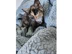 Adopt Chili's Nutmeg KITTEN a Domestic Short Hair