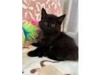 Adopt Munchkin KITTEN a Domestic Medium Hair