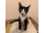 Adopt Charleston Chew a Domestic Short Hair