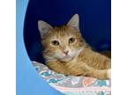 Adopt Rhapsody (and Radio Gaga) a Domestic Short Hair