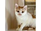 Adopt Radio Gaga (and Rhapsody) a Turkish Angora