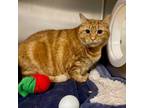 Adopt Molly a Domestic Short Hair
