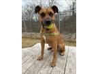 Adopt Bailey a Black Mouth Cur / Mixed dog in Hyde Park, NY (36942595)