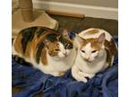 Adopt Mamacita a Calico, Tabby