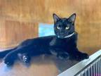 Adopt Luciana a American Shorthair