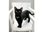 Adopt Aria a American Shorthair