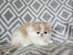 Cream And White Male Persian Kitten