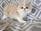 Gorgeous Exotic Short Hair Persian Kitten