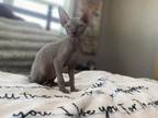 Sphynx Boy