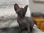 Sphynx Kittens