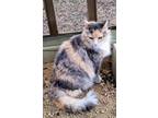 Adopt Miss Kitty a Maine Coon