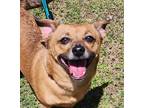 Adopt Sinnamon a Red/Golden/Orange/Chestnut Corgi / Feist / Mixed dog in