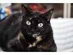 Adopt Aurora T a Domestic Shorthair / Mixed (short coat) cat in St.
