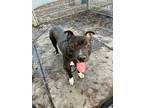 Adopt Ryder a Black - with White Pit Bull Terrier / Mixed Breed (Medium) / Mixed