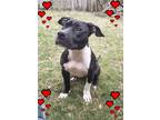 Adopt Dobby a Black - with White American Staffordshire Terrier / Pit Bull