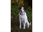 Adopt Gucci a Pointer / Mixed dog in Blountville, TN (36831648)