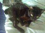 Adopt Jack (Jet Black Litter) a All Black Domestic Shorthair (short coat) cat in
