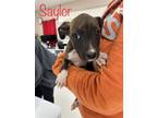 Adopt Morgan a Brindle - with White American Pit Bull Terrier / Shepherd