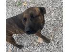 Adopt Roxanne a Mountain Cur / Mixed dog in Batesville, AR (37120330)