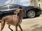 Adopt Flower a Mountain Cur, Mixed Breed