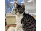 Adopt Cookies & Cream a Domestic Medium Hair