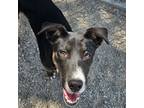 Adopt Boo a Border Collie